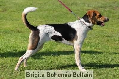 Brigita Bohemia Beltain