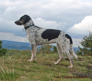 Ajuška-Bonasa-Sorbus-1